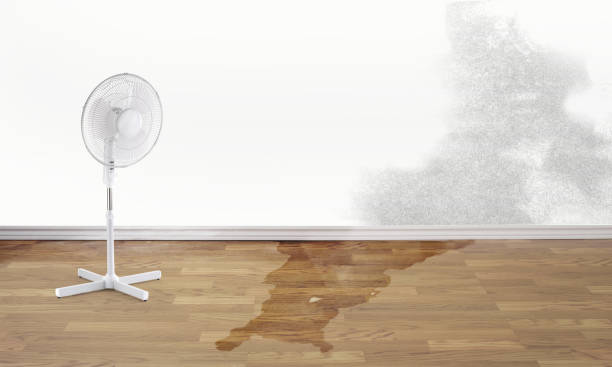 Best 24/7 water damage repair  in Pato, WA
